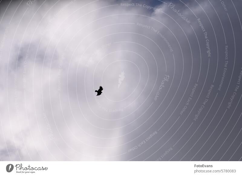 Silhouette eines Vogels fliegt in den bewölkten Himmel Textfreiraum Hintergrund Cloud Natur natürlich Wetter Tag Tier