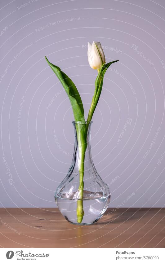 Eine Tulpe in einer Glasvase Holz Textfreiraum Geschenk Wasser Blatt Tisch Hintergrund Stillleben Pflanze Valentinstag Hochzeit grün Konzept Vase Blume weiß