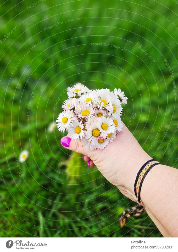 Ein kleiner Strauß Gänseblümchen von Herzen für euch! Blume Blüte Frühling weiß Pflanze Wiese grün Gras Nahaufnahme Blühend gelb Rasen Blumenstrauß Hand Finger