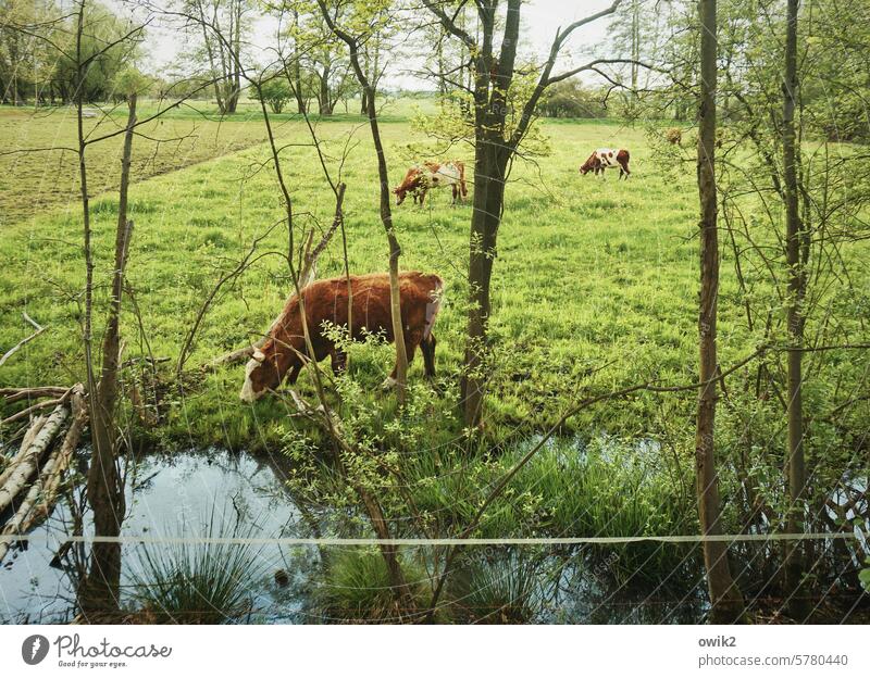 Betreutes Wohnen Koppel Weide Wiese Gras Natur Landschaft Kühe drei Großvieh Rind Nutztier Landwirtschaft Viehbestand Rinderhaltung Viehzucht Tierporträt