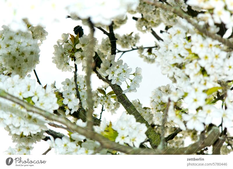 Kirschblüte ast baum blühen erholung erwachen ferien frühjahr frühling frühlingserwachen garten himmel kleingarten kleingartenkolonie knospe menschenleer