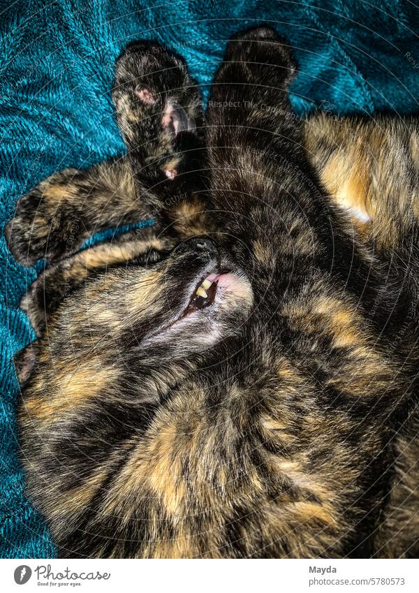 Schlafende Katze Hauskatze schlafen Bett glücklich sein müde Innenaufnahme katzenartige niedlich Tier Tierthemen Nahaufnahme rassekatze Amerikanisch Kurzhaar