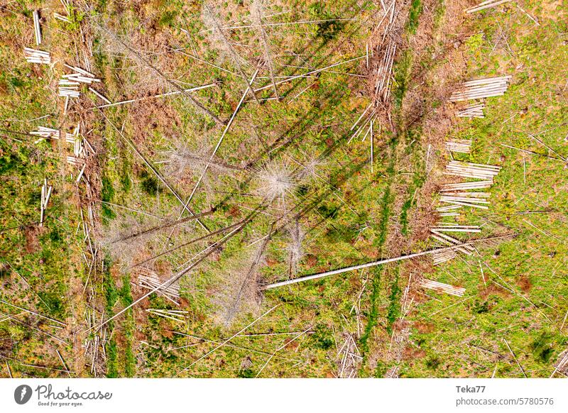 Toter Wald von Oben toter wald borkenkäfer Klimwandel klima bäume von oben warm schädlinge
