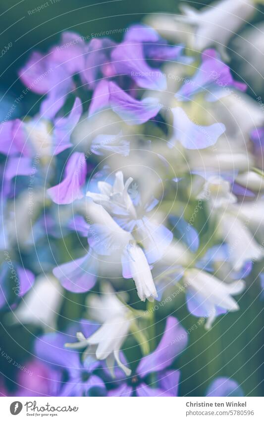 Blütenfülle Frühling Hasenglöckchen Silberblatt lila Blüten weiße blüten Blütenpracht Natur blühen Unschärfe Blütezeit blühend romantisch zarte Blüten