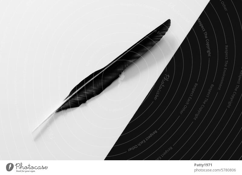 Krähenfeder auf diagional geteiltem, schwarzweissem Hintergrund mit viel Platz für Text Feder diagonal minimalistisch abstrakt graphisch Linien und Formen