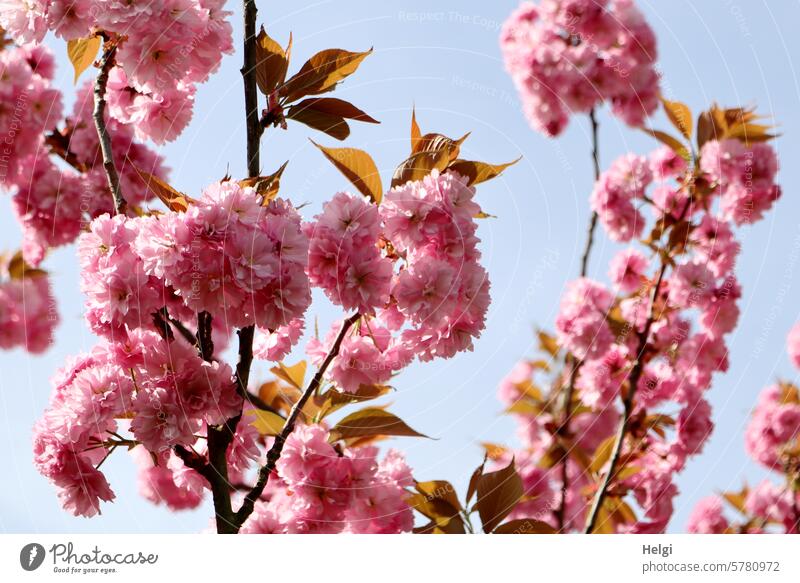 rosa Frühlingsblüten Zierkirsche Zierkirschblüten pink blühen Zweig Blatt Himmel Natur Blüte Pflanze Blühend Farbfoto Menschenleer Baum Schönes Wetter