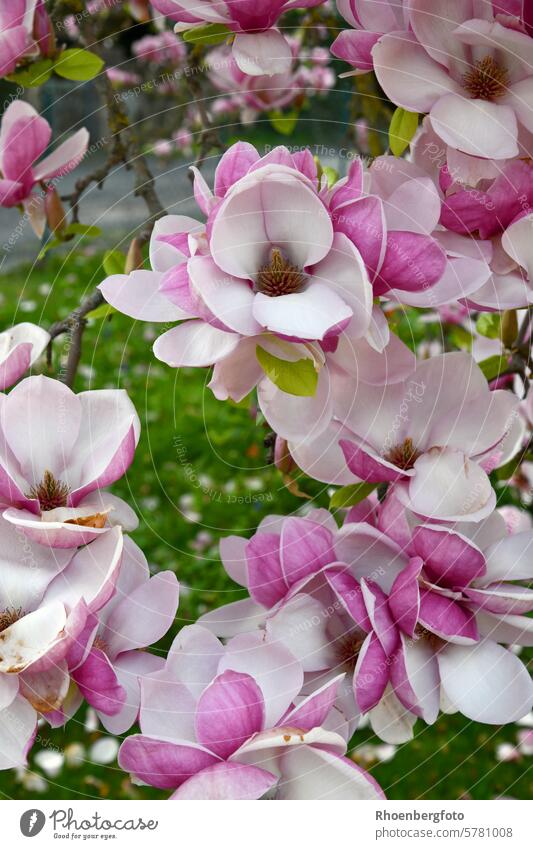 Magnolienbaum magnolienbaum magnolia blüte blütenstand rosa pink weiß blühen magnoliengewächs ziergehölz april jahreszeit frühling frühjahr wetter sonne sonnig