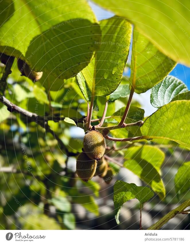 Kiwis am Zweig in der Sonne Obst Frucht Blätter Rankpflanze Blauer Himmel Sonnenlicht Schstten Natur Schönes Wetter Blatt Nahrung Gesunde Ernährung gesund
