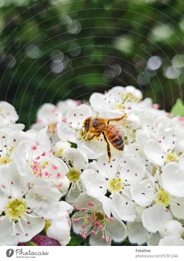 Eine kleine fleißige Honigbiene hat ein Date mit schönen weißen Blüten. Biene Insekt Blume Pflanze Tier Pollen Blühend Nutztier bestäuben Flügel sammeln