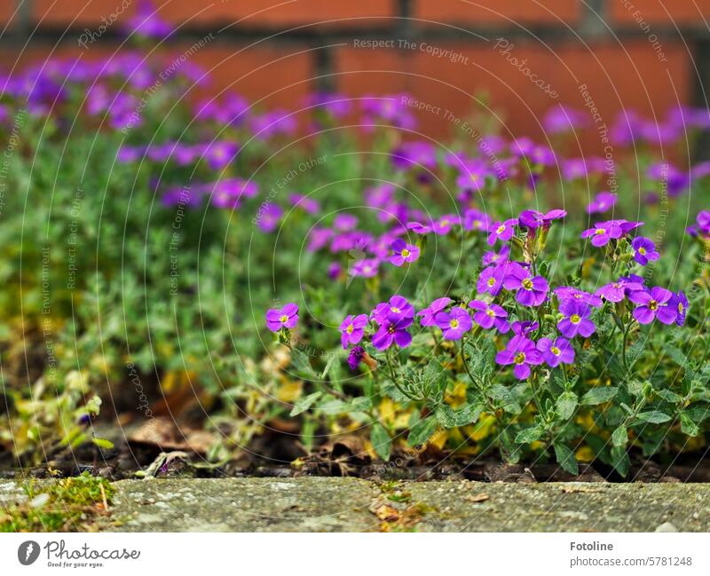 Kleine lila Blümchen wachsen auf den Steinen vor einer rotbraunen Backsteinmauer. Backsteinwand Boden Steinboden Blumen Blüten Blütenblatt Mauer Wand