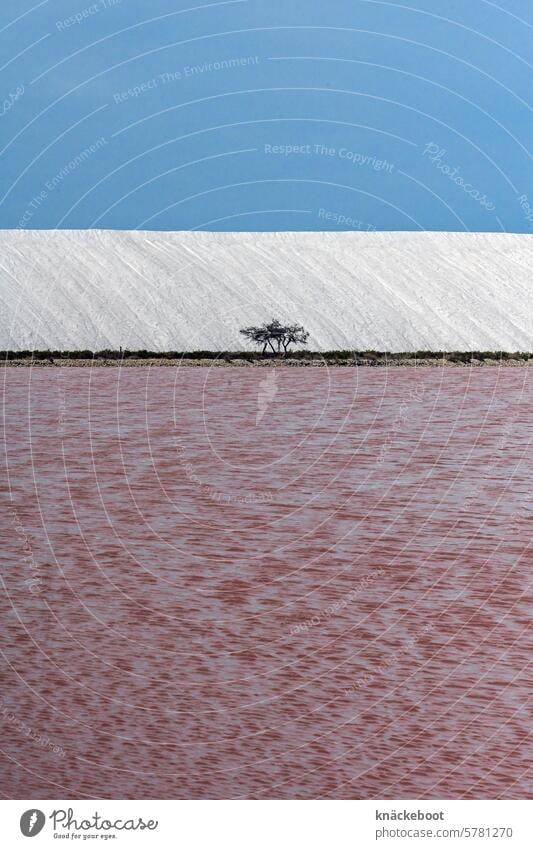 tricolore Salz Meer Küste Saline Salzgewinnung Wasser Meersalz weiß Salin d'Aigues-Mortes mehrfarbig blau rosa Textfreiraum unten Baum