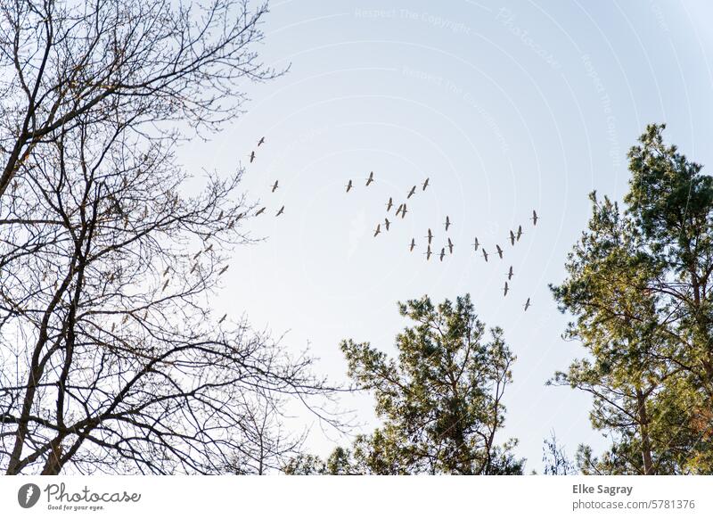 Wildgänse -Vogelschwarm unkoordiniert zwischen den Bäumen am Himmel Frühling Vögel Außenaufnahme Farbfoto Umwelt Menschenleer Natur Tauben Tierwelt wild