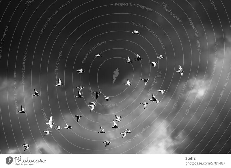 Tauben fliegen und Gewitterwolken ziehen auf Taubenflug Regenwolken Dunkelfärbung dunkel dunkler Himmel bedrohlich Vogelflug Vogelschwarm Vögel Vögel fliegen