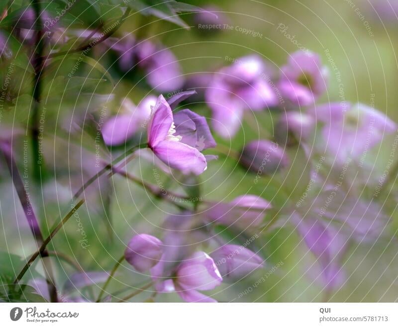 Waldfee ... klein zart rosa fein Farbspiel verträumt träumen Frühling Fest festlich künstlerisch Unschärfe Bokeh duftend Zweig ästhetisch feierlich Nahaufnahme