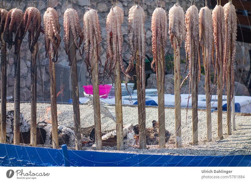 Eine Reihe Calamares auf senkrechten Spießen am offenen Holzfeuer Meerestiere Grill Urlaub Ferien am Meer Strand Exotik mediterranes Essen Tourismus