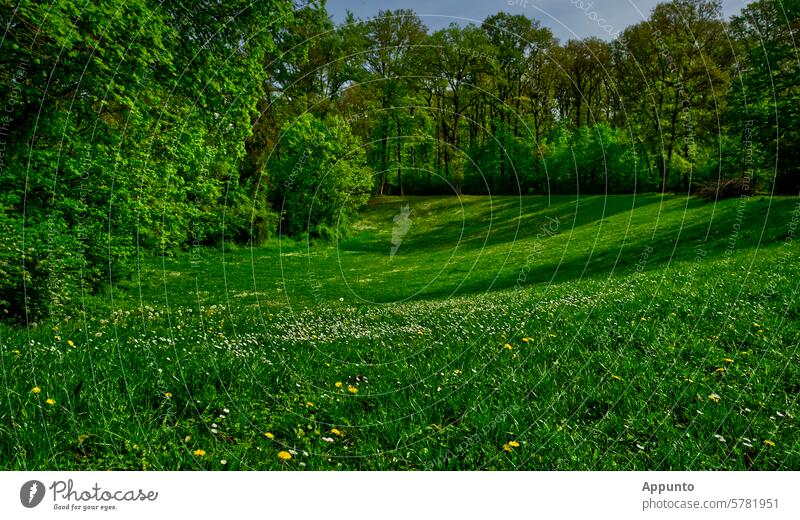 Voll im Grünen! - Sonnige Parkszene mit sattgrüner Wiese in einer Bodensenke voll vollständig Das Grün Senke Wiesensenke sonnig rund Schüssel Vertiefung