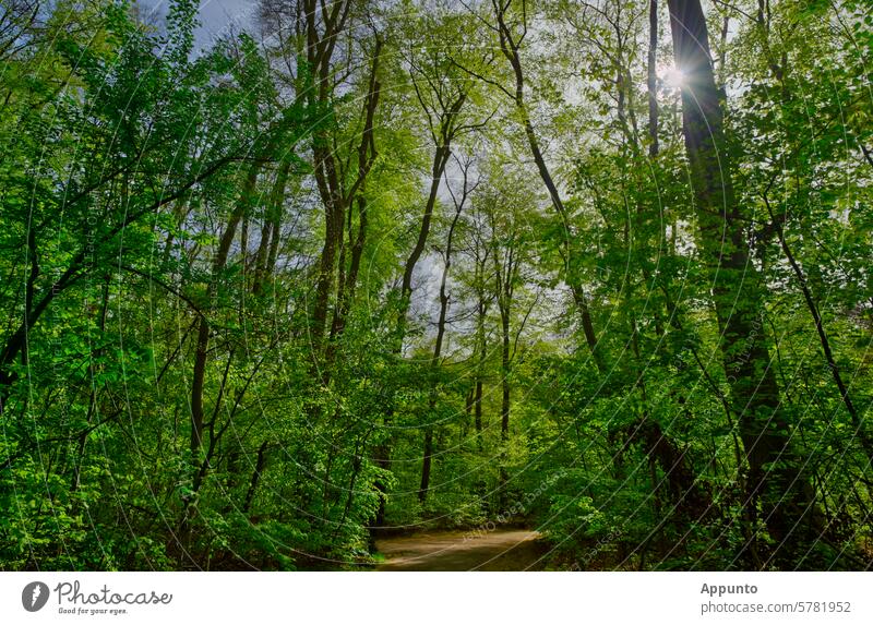 Ein Frühlingsspaziergang durch den sonnigen, lichtdurchfluteten Wald macht Freude Spaziergang Gehweg Pfad Bäume Licht Luft Weitwinkel sonnendurchflutet Natur