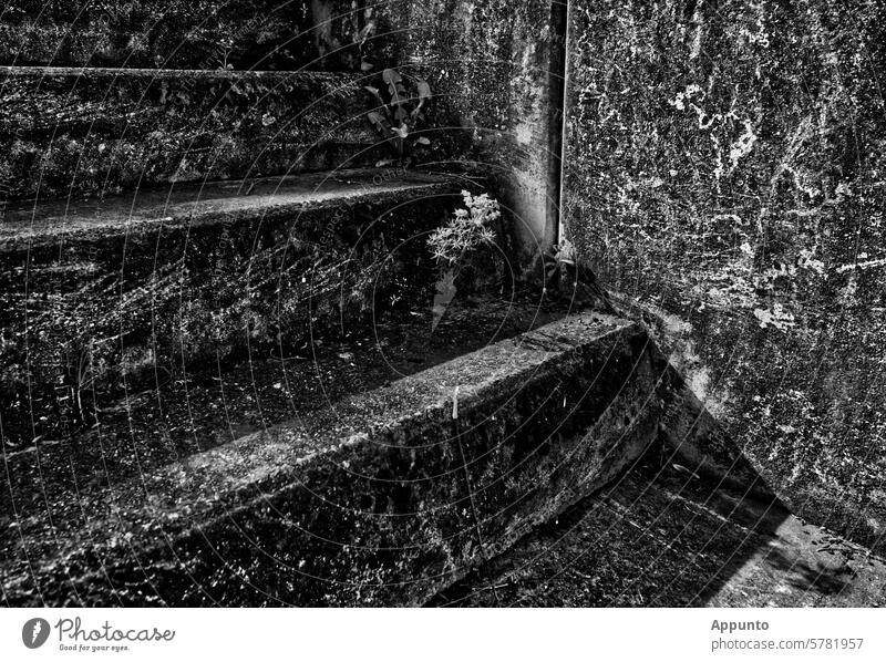 Treppenstufen einer alten Beton-Treppe im Freien mit markanter Oberflächentextur infolge Verwitterung, harte Schatten, wenige krautige Pflanzen in den Ecken, Schwarzweiß-Aufnahme