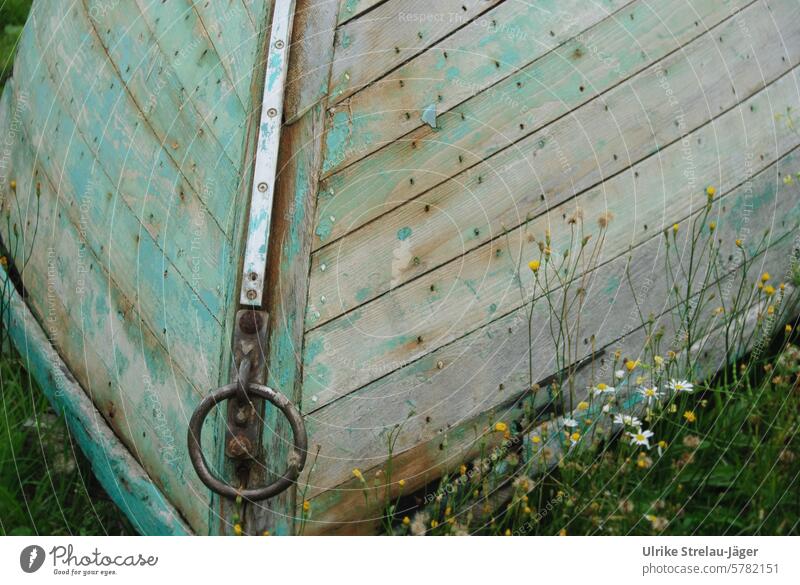 Holzboot gestrandet auf einer Wiese Boot umgedreht an Land türkies grün Kamille Blumen Blumenwiese gelbe Wildblumen Eisenring Holzplanken abblättern Wiesenblume