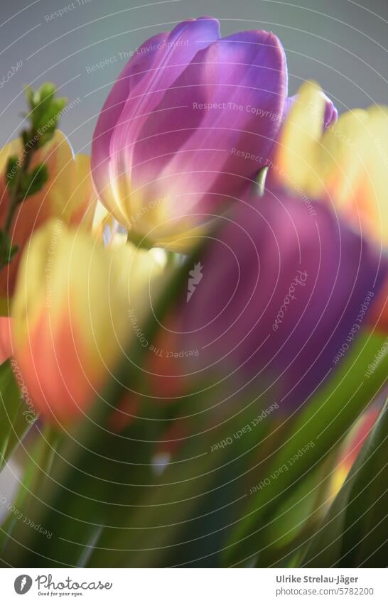Tulpen leuchten in verschiedenen Farben farbig verschiedene Farben Frühling Blumenstrauß Blüte blühend Frühlingsgefühle Dekoration & Verzierung Pflanze