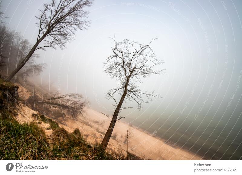 fallen verborgen geheimnisvoll Idylle stille Rügen Nebel Sandstrand Wasser Fernweh Sehnsucht Wolken Landschaft Ostseeküste Küste Strand Meer Himmel