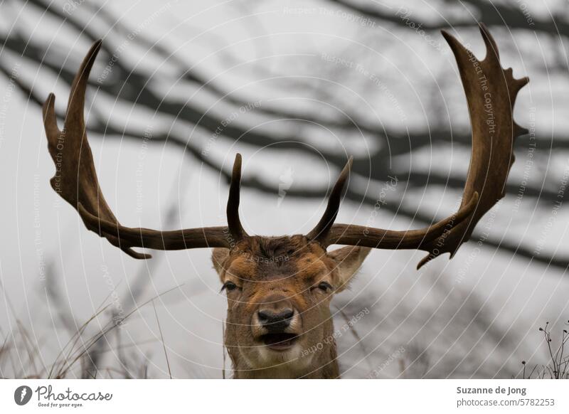 Tierporträt eines glücklich aussehenden Hirsches mit beeindruckendem Geweih vor einem stimmungsvollen/grauen Hintergrund Horn Tierwelt Wildtierfotografie Natur