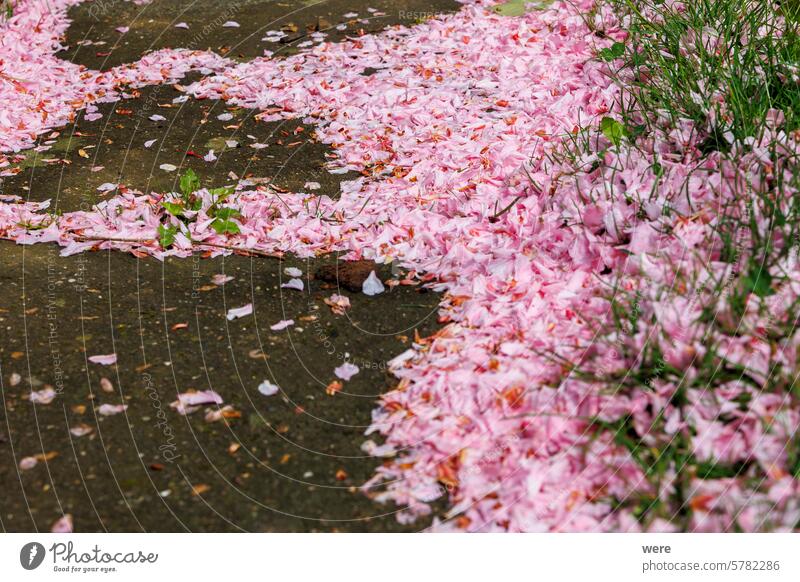 Verblasste rosa Zierkirschblüten Blätter bilden einen bunten Teppich auf dem Boden Hintergrund blüht Formular Überstrahlung Textfreiraum verblüht Blumen Natur