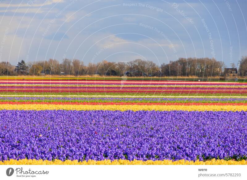 blühende Hyazinthen und Blumenfelder in den Niederlanden bei Alkmaar, CO²-Neutralität Blumenzwiebeln duftig Garten Hyacinthus orientalis Ziergarten Zierpflanze