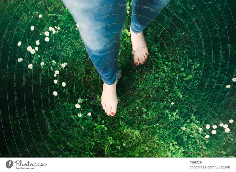 Barfuß durch die Wiese Grass Füße auf dem Boden Beine Frau Frauenbeine Blumen gehen barfüßig Blumenwiese Gänseblümchen Zehen Nagellack rot grün Sommer Fuß