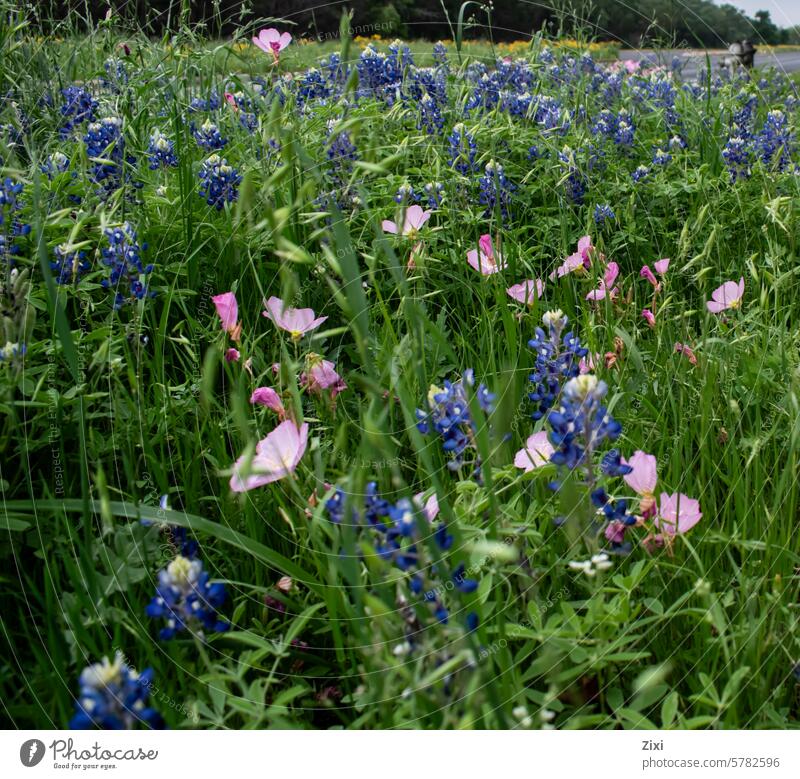 Blaukehlchen und Butterblumen Bluebonnets Wildblumen Natur Blume gelb Gras blau rosa