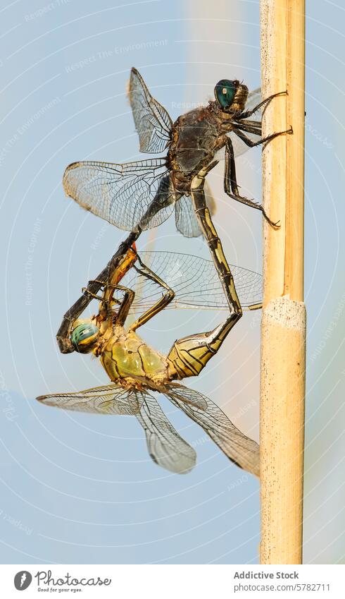 Libellen bei der Paarung auf einem Schilfrohr vor einem klaren Himmel Insekt Natur Tierwelt blau übersichtlich im Freien Entomologie Makro Nahaufnahme vertikal