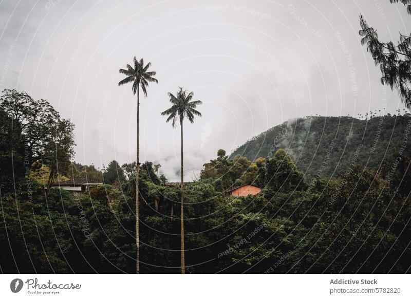 Wachspalmen im Cocora-Tal Kolumbien unter bewölktem Himmel Kokoratal Landschaft grün üppig (Wuchs) bewölkter Himmel Natur reisen im Freien malerisch Vegetation