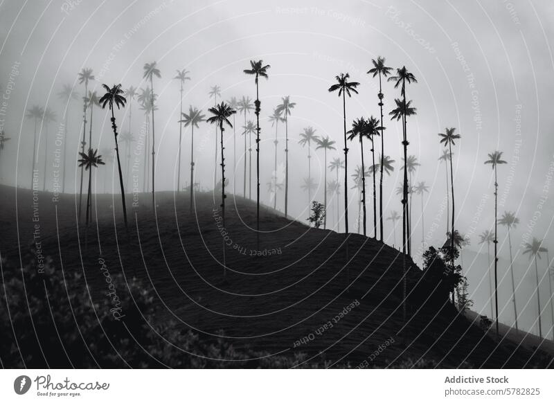 Nebliges Cocora-Tal mit riesigen Wachspalmen Nebel Kokoratal Kolumbien malerisch schwarz auf weiß Natur Landschaft Silhouette reisen Ausflugsziel tropisch