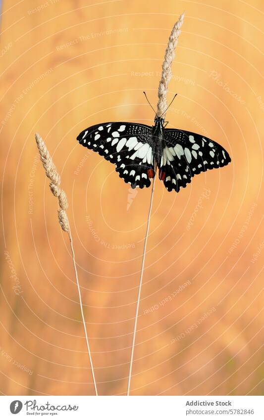 Schwarz-weißer Papiliodemoleus-Schmetterling auf Grashalm ruhend schwarz Insekt Natur Tierwelt goldener Hintergrund Nahaufnahme Makro Schönheit Antennen Flügel