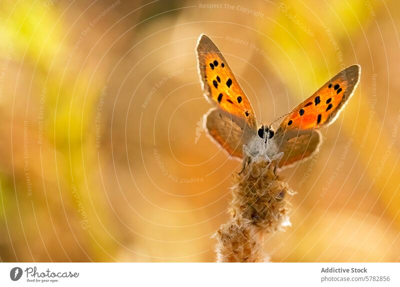 Leuchtend orangefarbener Schmetterling auf einer Pflanze ruhend Flügel schwarz Punkte Insekt Natur Tierwelt gehockt aussruhen pulsierend klein Antennen