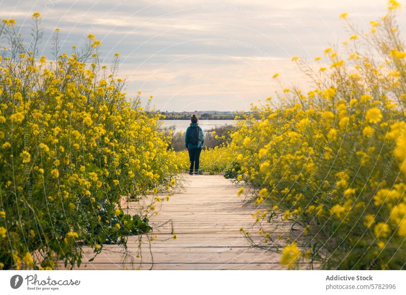 Spaziergang durch die blühenden Tablas de Daimiel in Spanien Daimiel-Tabellen kastilla la mancha Holzpromenade gelbe Blumen Besucher friedlich Naturschutzgebiet