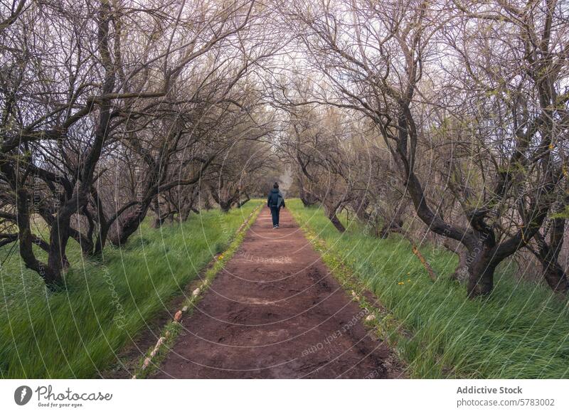 Friedlicher Spaziergang im Nationalpark Tablas de Daimiel Natur Person Weg Baum verdrillt ruhig Gelassenheit Schmutz Nachlauf im Freien Landschaft reisen