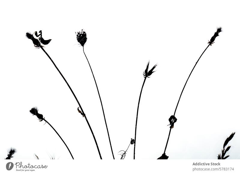 Silhouettierte Insekten auf Pflanzen gegen den Himmel hockend Silhouette weiß Hintergrund gehockt filigran schlanke übersichtlich Natur Tierwelt im Freien