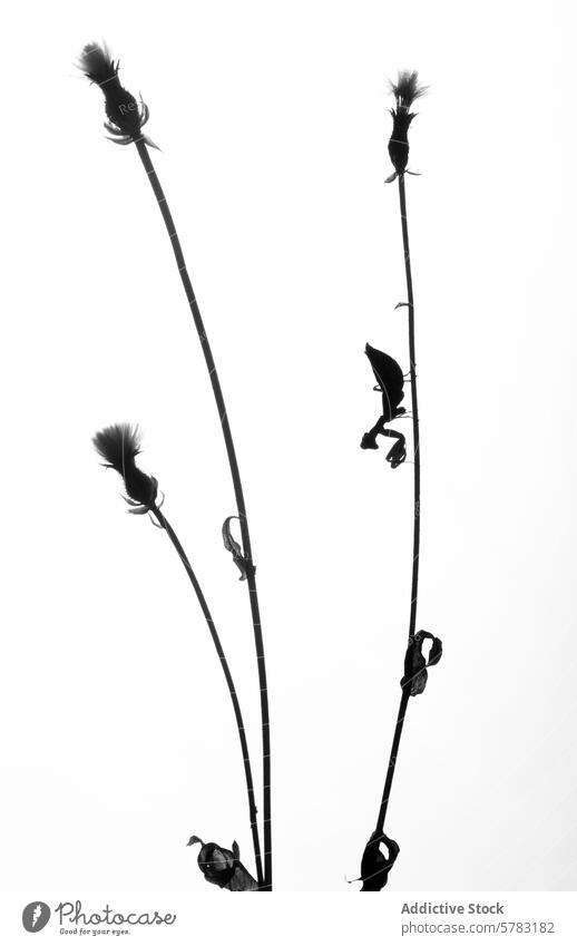 Silhouette einer Gottesanbeterin auf Stängeln Gottesanbeterin (Mantis religiosa) Vorbau schwarz auf weiß Insekt Natur Tierwelt Kontrast sehr wenige einfach