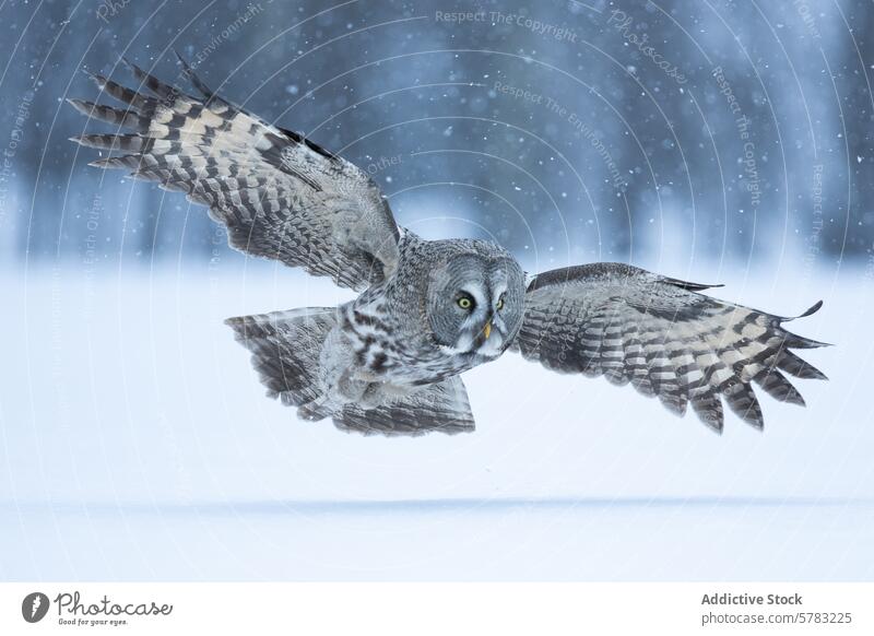 Majestätische Graueule im Flug bei verschneitem Wetter Waldohreule grau Vogel Schnee Winter Natur Tierwelt Flügel Feder majestätisch gleiten Raubtier kalt