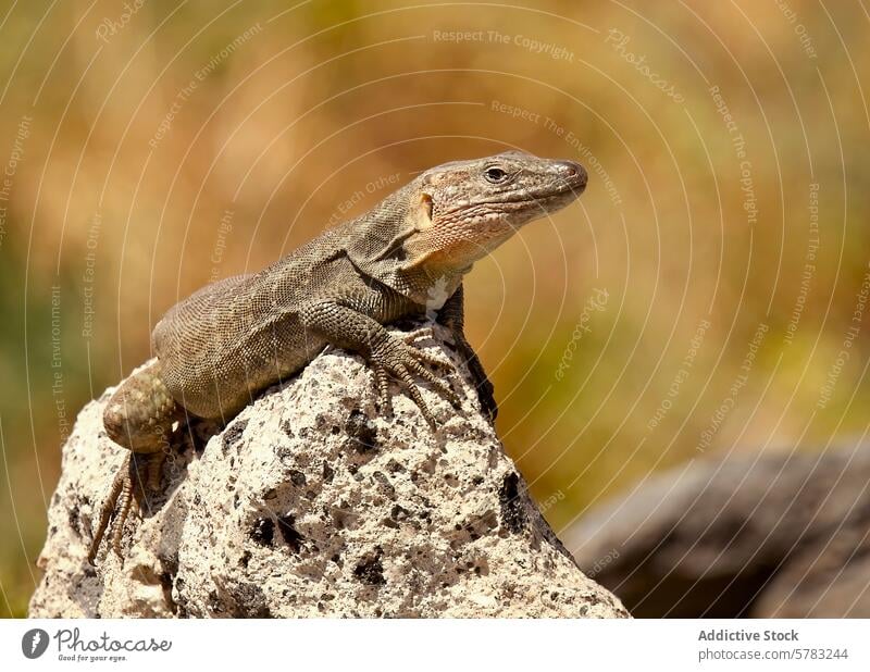 Majestätische männliche Rieseneidechse beim Sonnenbad auf einem Felsen Lizard Gran Canaria Schuppen Reptil texturiert trocken Umwelt Natur Tierwelt