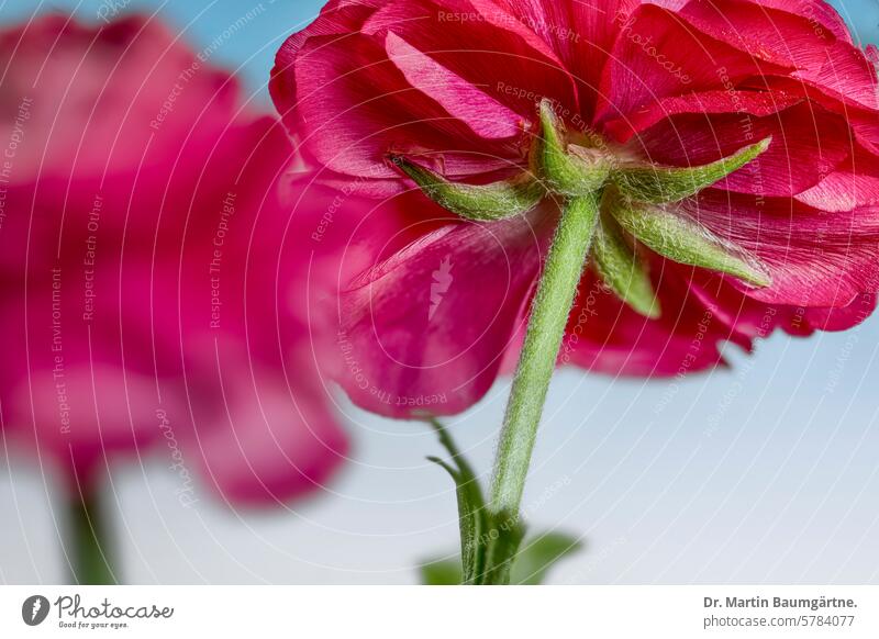 Asiatischer Hahnenfuß, Kulturform, Ranunculus asiaticus Hahnenfußgewächse Ranunculaceae giftig gefüllte Blüte rot Blume Pflanze krautig frostempfindlich