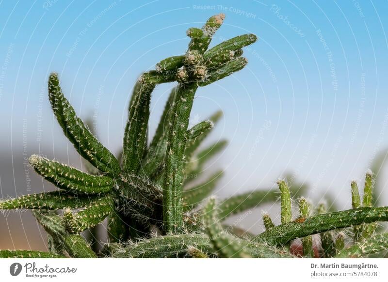 Rhipsalis bacifera subspec. horrida Cactus Epiphyt Lithophyt tropisch auch außerhalb der Neotropisch vorkommend Korrallenklakus