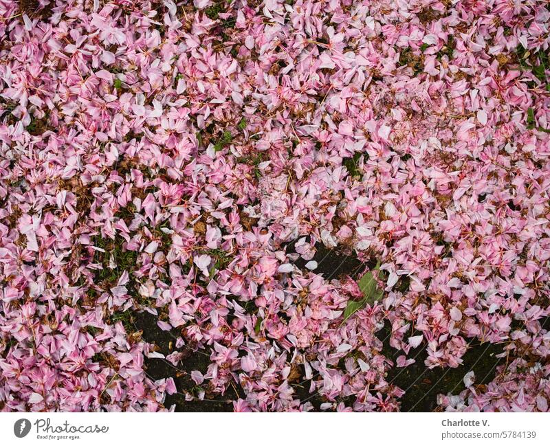 Abgeblühte Kirschblüten auf dem Boden Frühling rosa verblüht Natur Blüten gefallene Blüten Kirsche bluete Vergänglichkeit viele Jahreszeit