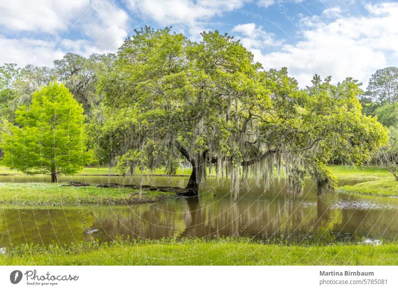 Alte, einzeln stehende Eichen mit hängendem spanischen Moos, die sich in einem Teich spiegeln, Southern Living Pflanzen Texas üppig (Wuchs) Natur