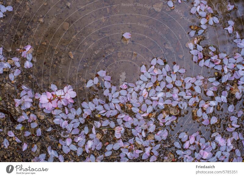 Abgefallene rosa Blütenblätter in einer Pfütze am Weg Frühling verblüht Regen Wind Natur Pflanze Blütenblatt nass Garten Nahaufnahme Außenaufnahme zart schön