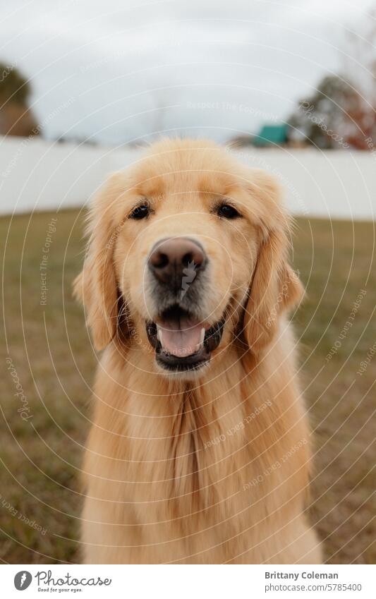 Porträt eines Golden Retrievers Hund Haustier Tier Tierporträt niedlich