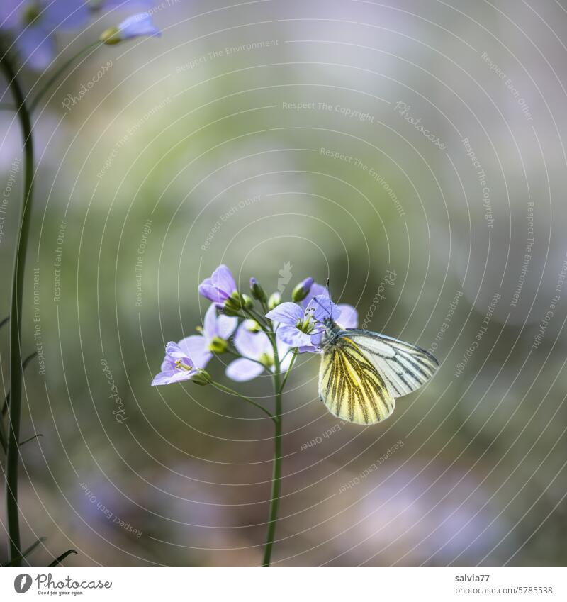 im April besucht der Rapsweißling gerne die lila Blüten des Wiesenschaumkrauts Frühling Schmetterling Grünader-Weißling Pieris napi Insekt Flügel blühend Blume