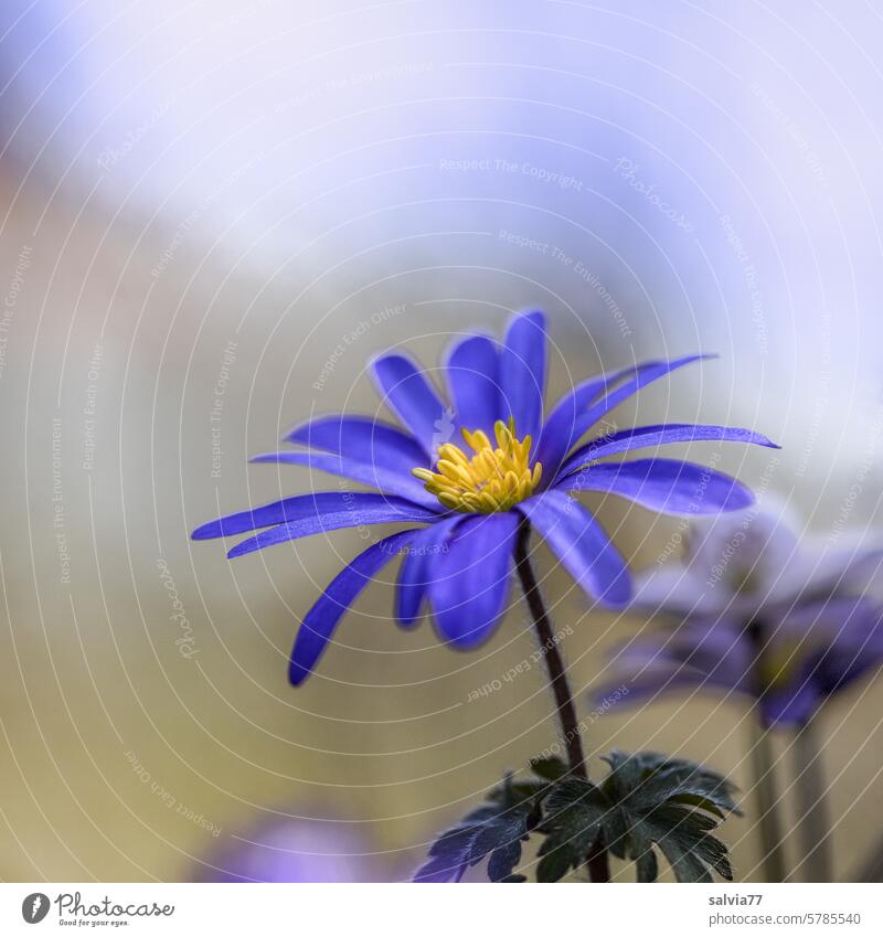blaues Wunder Anemone Blume Blüte Natur Nahaufnahme Pflanze Blühend schön Garten Unschärfe zart Makroaufnahme Anemonen Frühling Garten-Anemone