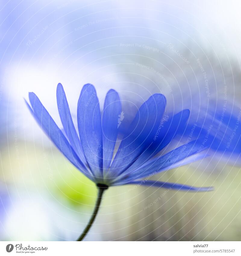 ein Hauch von Blüten in blau und weiß Blumen Makroaufnahme zart soft pastell Unschärfe blühen zarte Blüten zarte Blumen blühend Frühling verträumt
